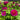 Dao Da Chen Peony – large purple-red rosette bloom with ruffled petals and deep purple base.
