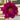 Dao Da Chen Peony – large purple-red rosette bloom with ruffled petals and deep purple base.
