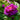 Dao Da Chen Peony – large purple-red rosette bloom with ruffled petals and deep purple base.