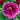 Dao Da Chen Peony – large purple-red rosette bloom with ruffled petals and deep purple base.