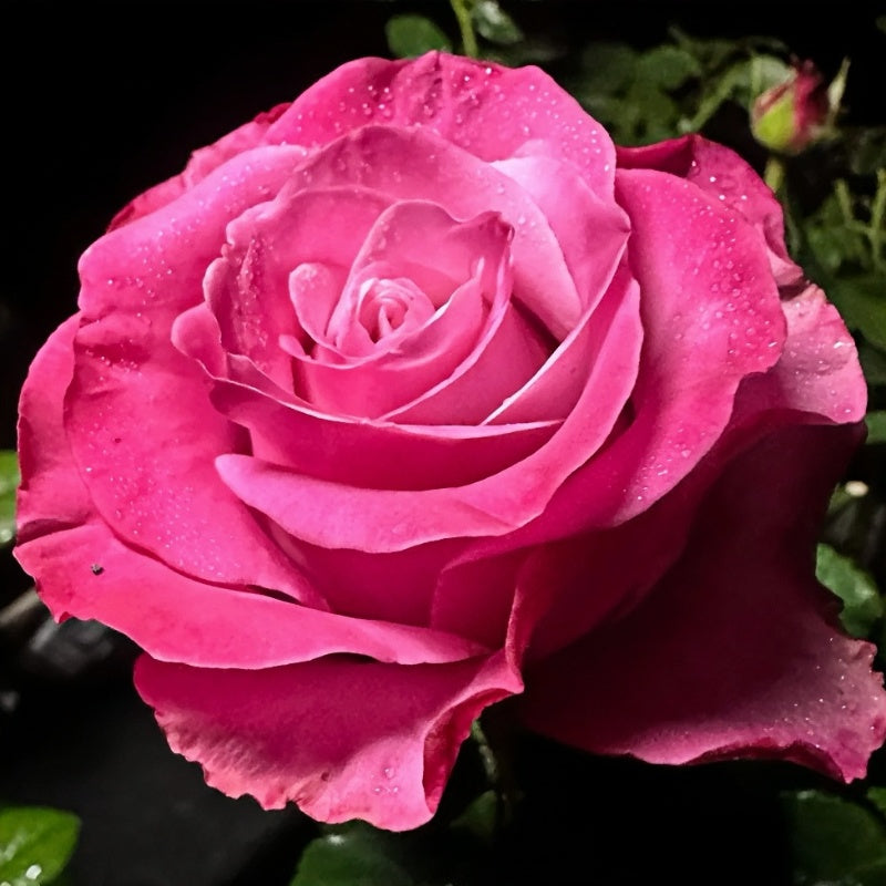 Deep Water Rose – Elegant Garden Rose – Fast-growing-Plant