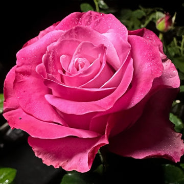 Deep Water Rose