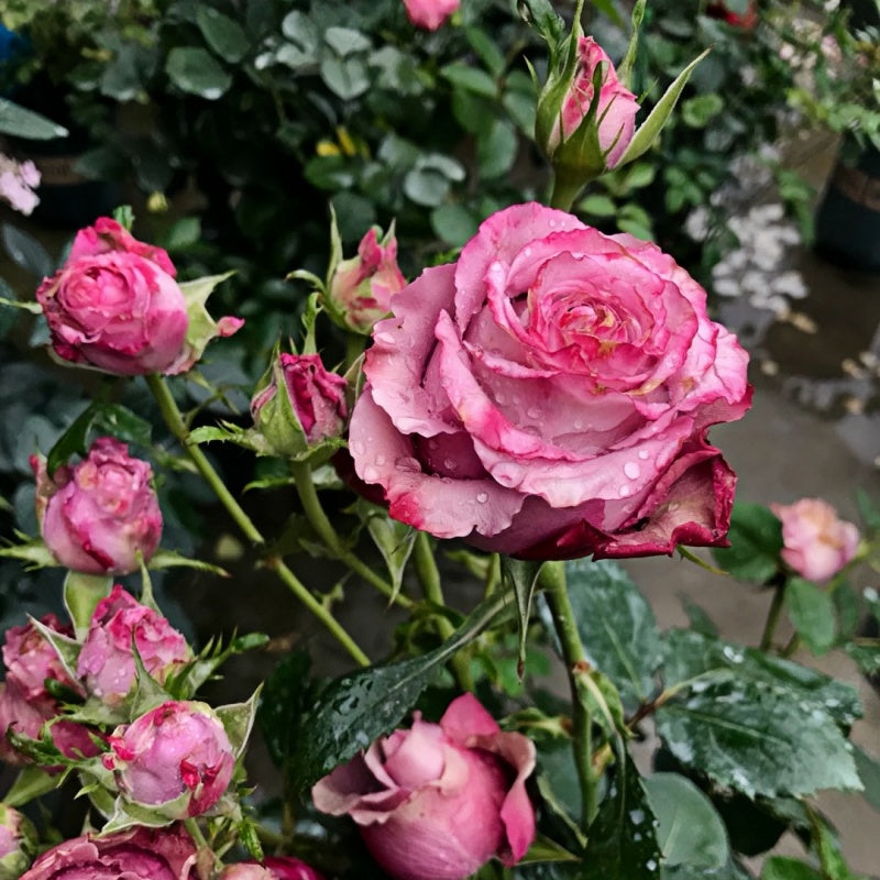 Deep Water Rose