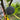 Craven’s Desire Fig Tree bearing black fruits with vivid red flesh.