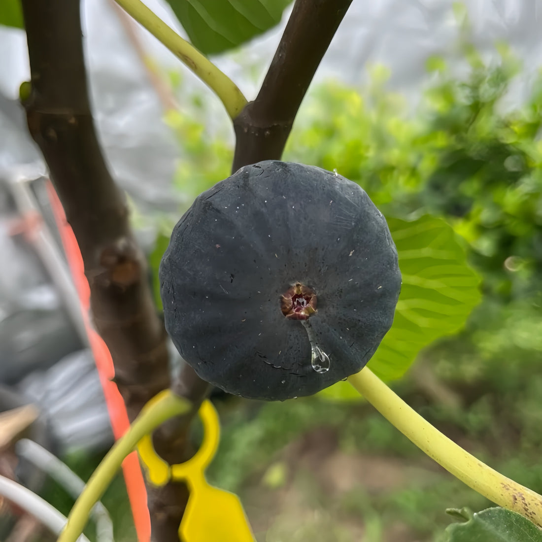 Craven’s Desire Fig Tree bearing black fruits with vivid red flesh.