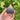 Craven’s Desire Fig Tree bearing black fruits with vivid red flesh.