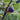 Craven’s Desire Fig Tree bearing black fruits with vivid red flesh.
