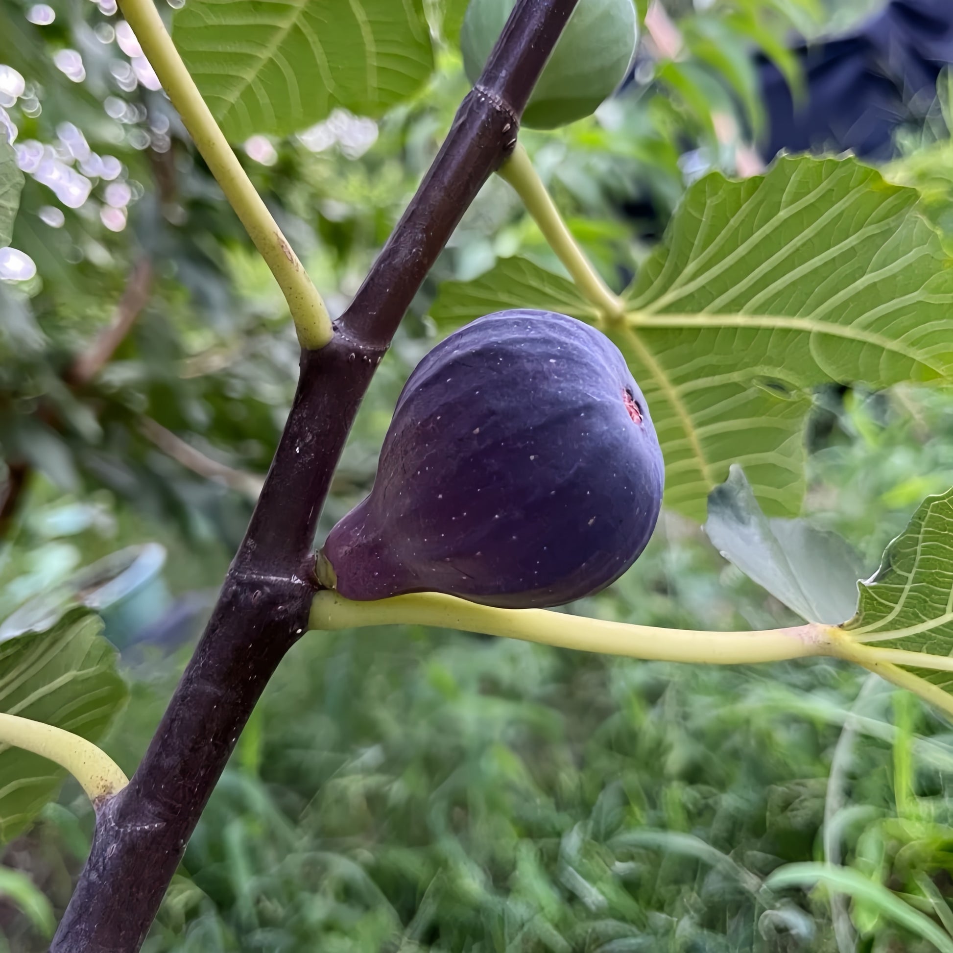 Craven’s Desire Fig Tree bearing black fruits with vivid red flesh.