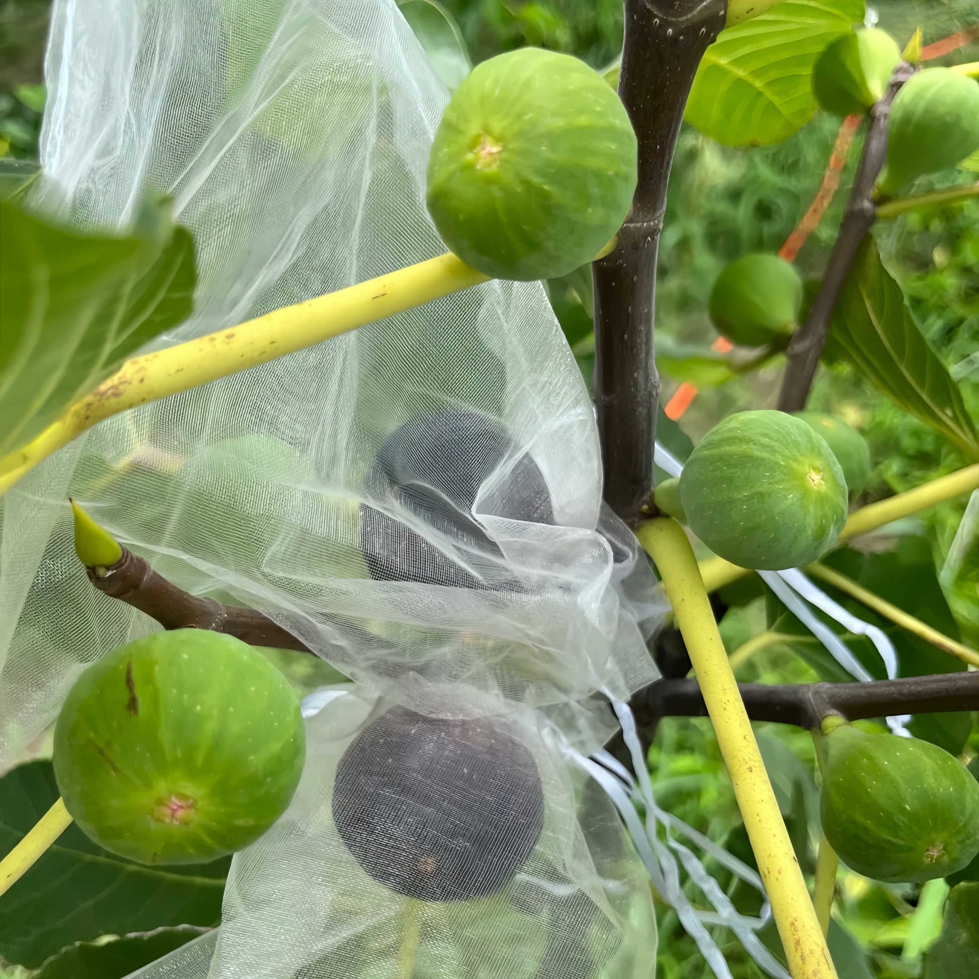 Craven’s Desire Fig Tree bearing black fruits with vivid red flesh.