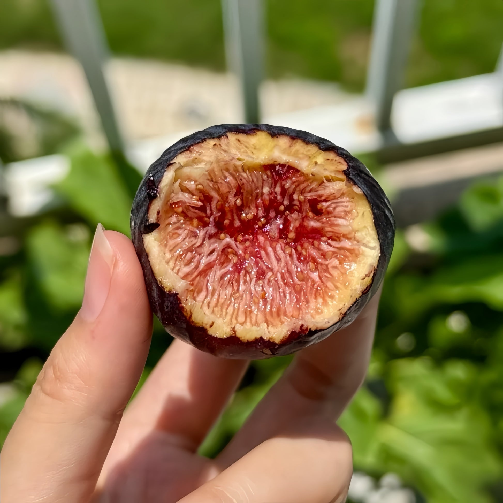 Craven’s Desire Fig Tree bearing black fruits with vivid red flesh.