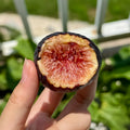Craven’s Desire Fig Tree bearing black fruits with vivid red flesh.