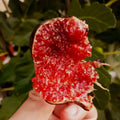 Craven’s Desire Fig Tree bearing black fruits with vivid red flesh.