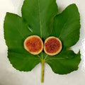 Craven’s Desire Fig Tree bearing black fruits with vivid red flesh.