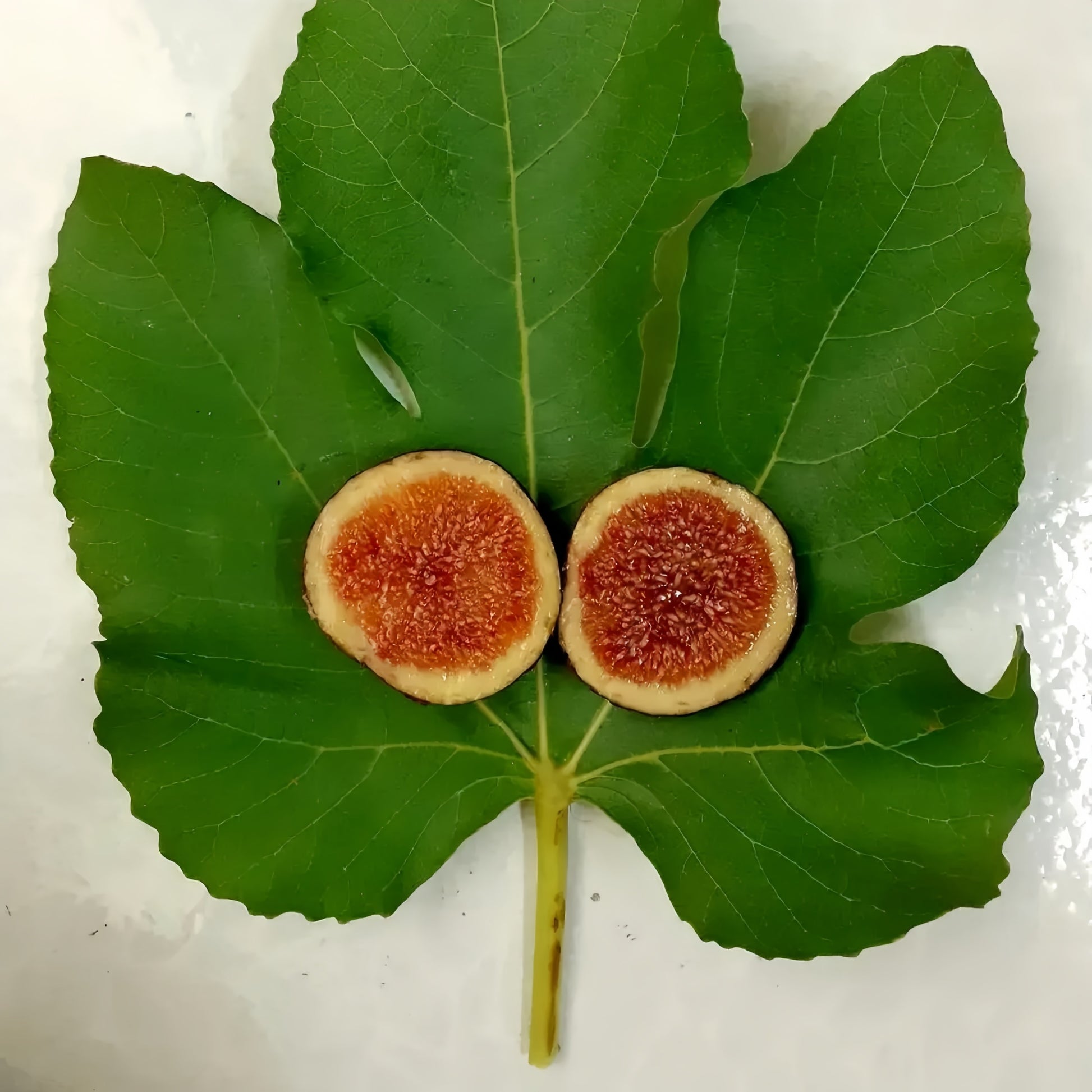 Craven’s Desire Fig Tree bearing black fruits with vivid red flesh.