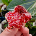 Craven’s Desire Fig Tree bearing black fruits with vivid red flesh.