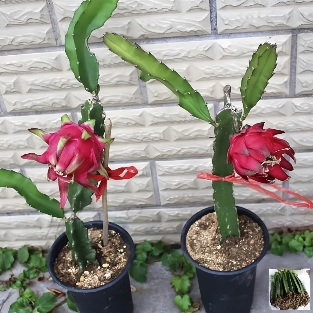 Dragon Fruit Plant(3~4Feet)