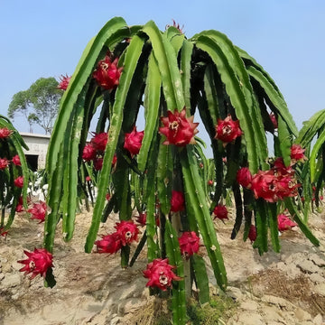 Dragon Fruit Plant(3~4Feet) ornamental plant in garden