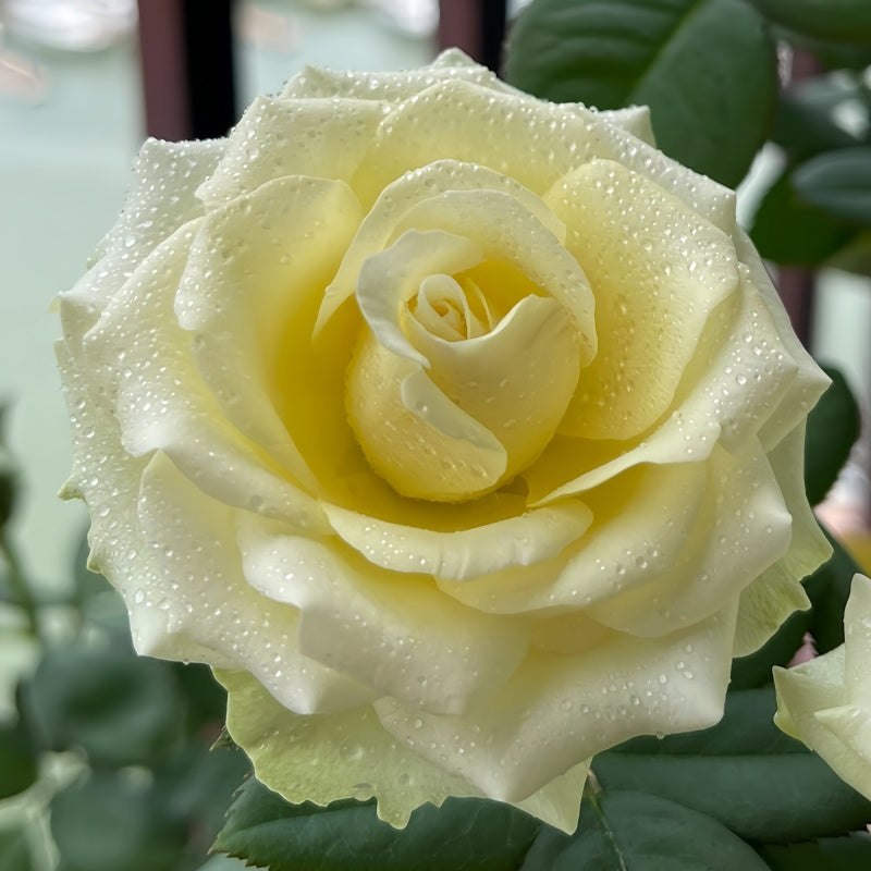 Dynamic Rose