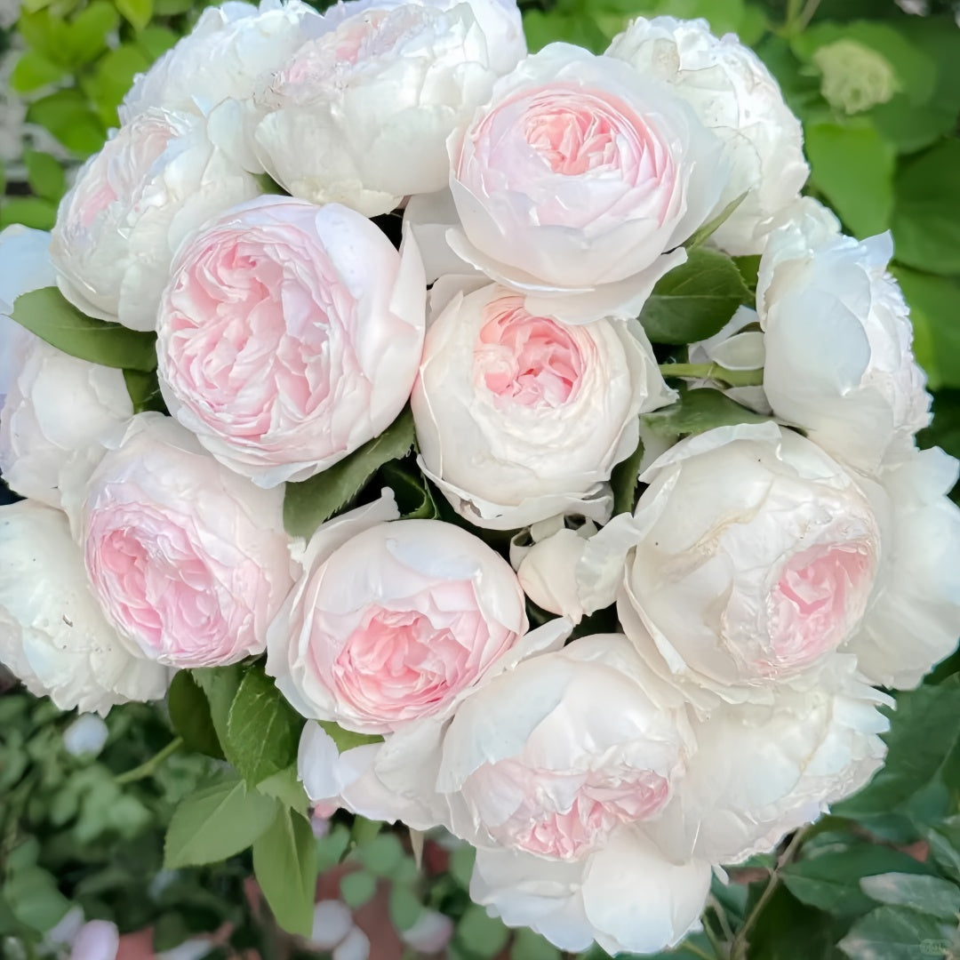 Earth Angel Rose Plant