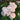 Earth Angel Rose Plant shrub rose flowering in a sunny border