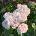 Earth Angel Rose Plant