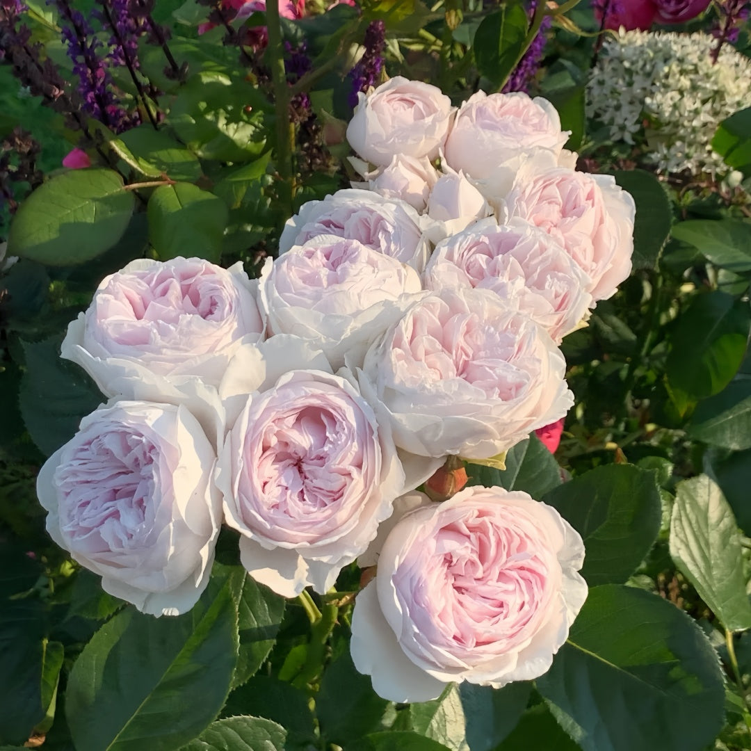 Earth Angel Rose Plant