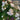 Earth Angel Rose Plant garden rose with elegant blooms