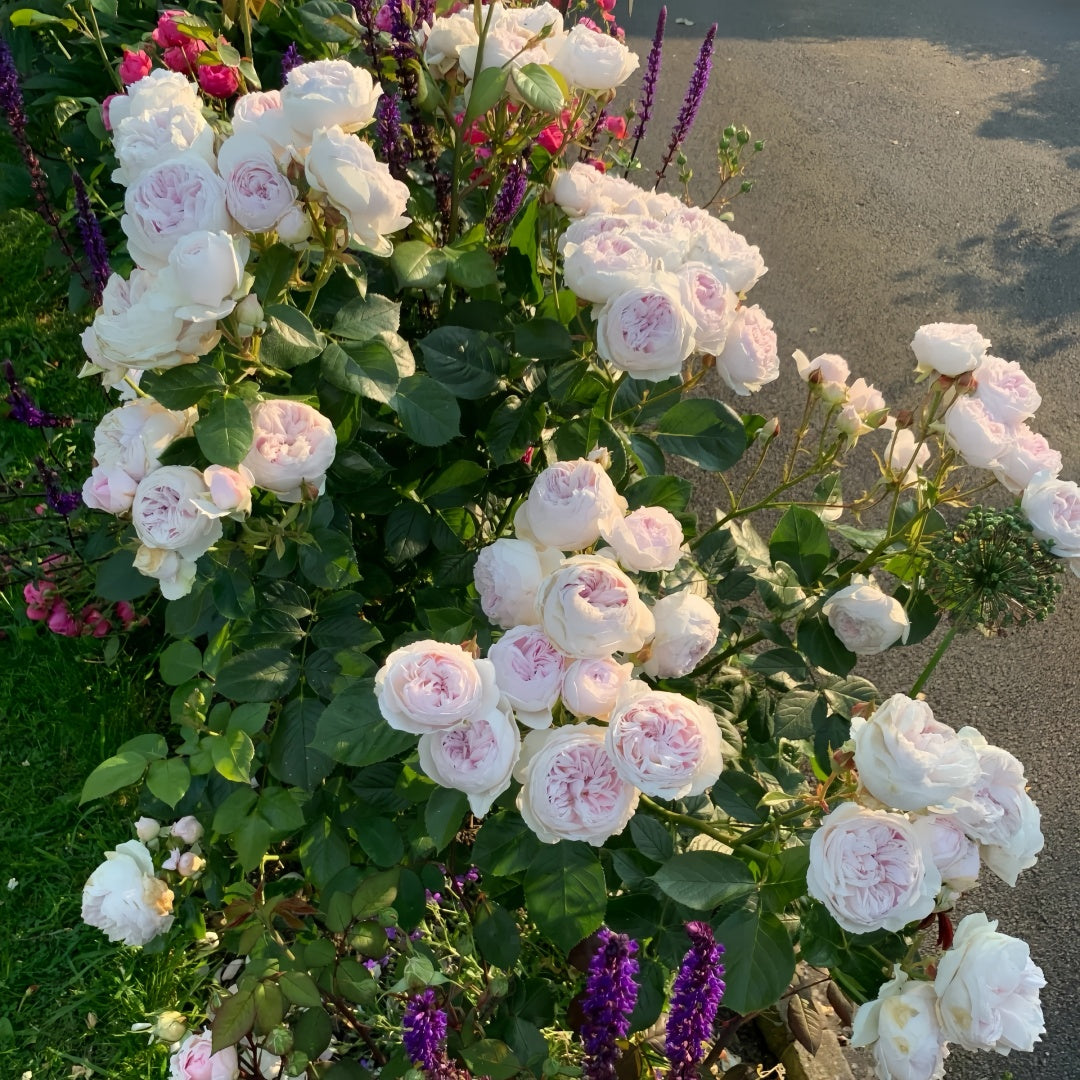 Earth Angel Rose Plant