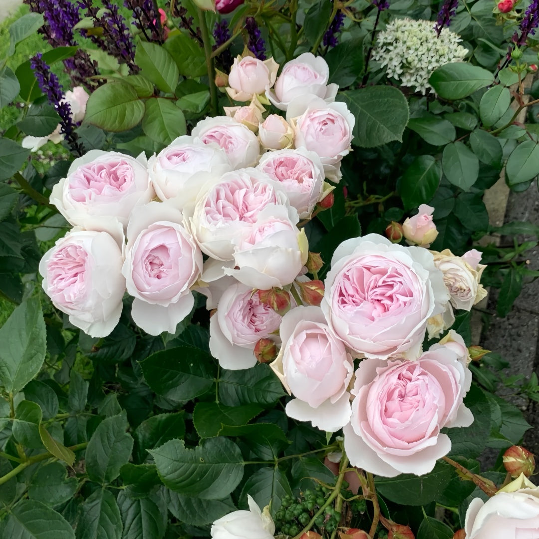 Earth Angel Rose Plant