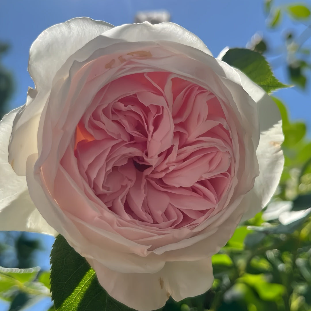 Earth Angel Rose Plant