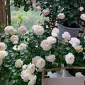 Earth Angel Rose Plant