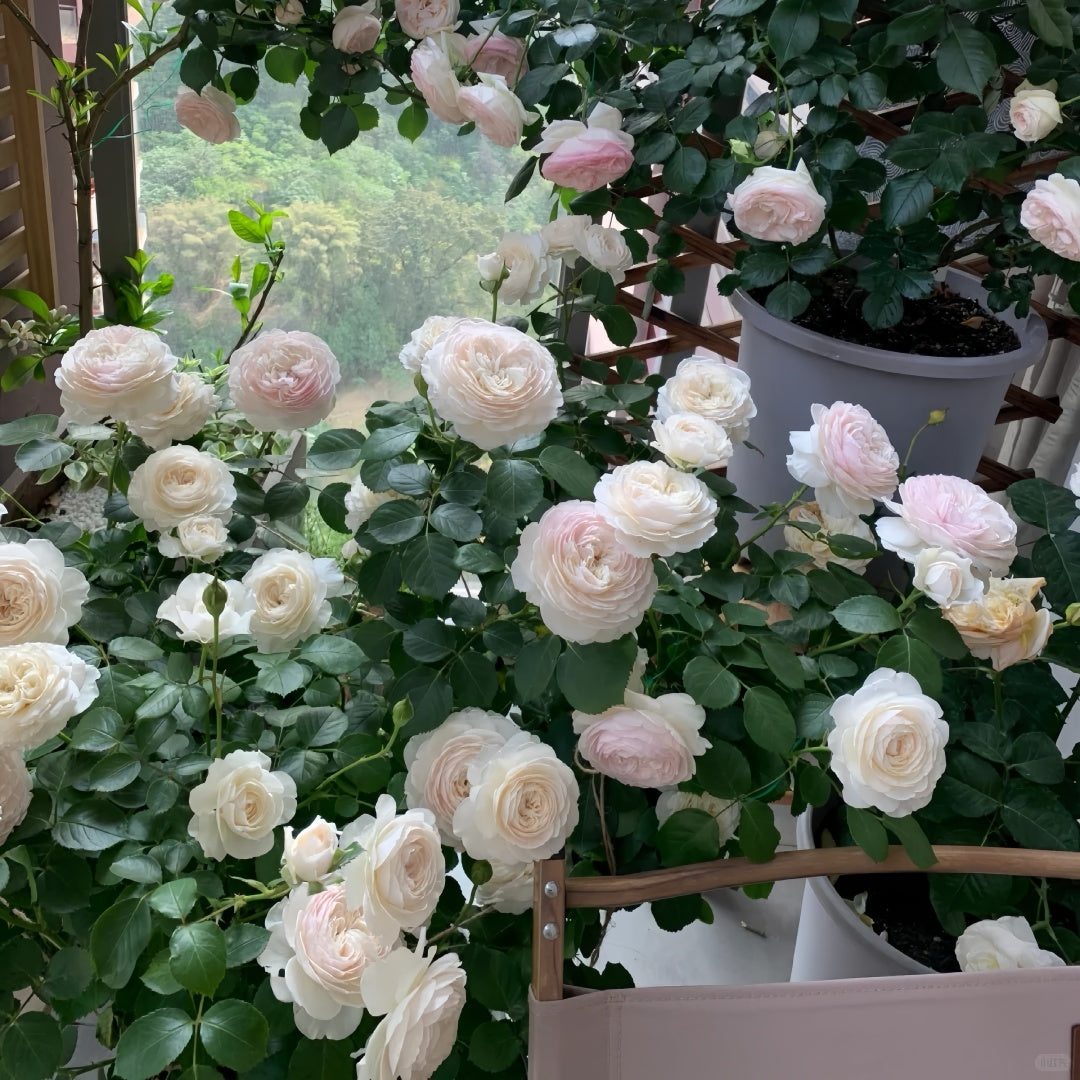 Earth Angel Rose Plant