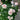 Earth Angel Rose Plant garden rose with elegant blooms