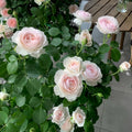 Earth Angel Rose Plant