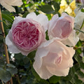 Earth Angel Rose Plant