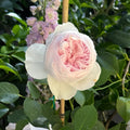 Earth Angel Rose Plant