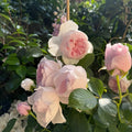 Earth Angel Rose Plant