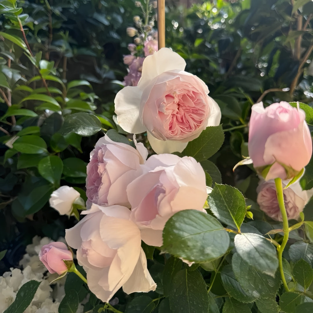 Earth Angel Rose Plant