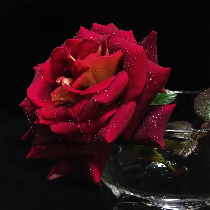 Eddy Mitchell Rose