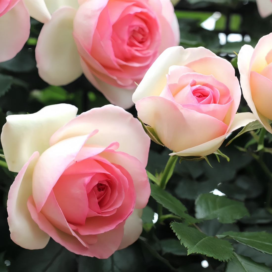 Eden Rose climbing shrub with creamy white and pink-edged blooms in full garden display