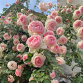 Eden Rose shrub covered in large fragrant flowers, ideal for landscapes and arches