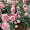 Eden Rose shrub covered in large fragrant flowers, ideal for landscapes and arches