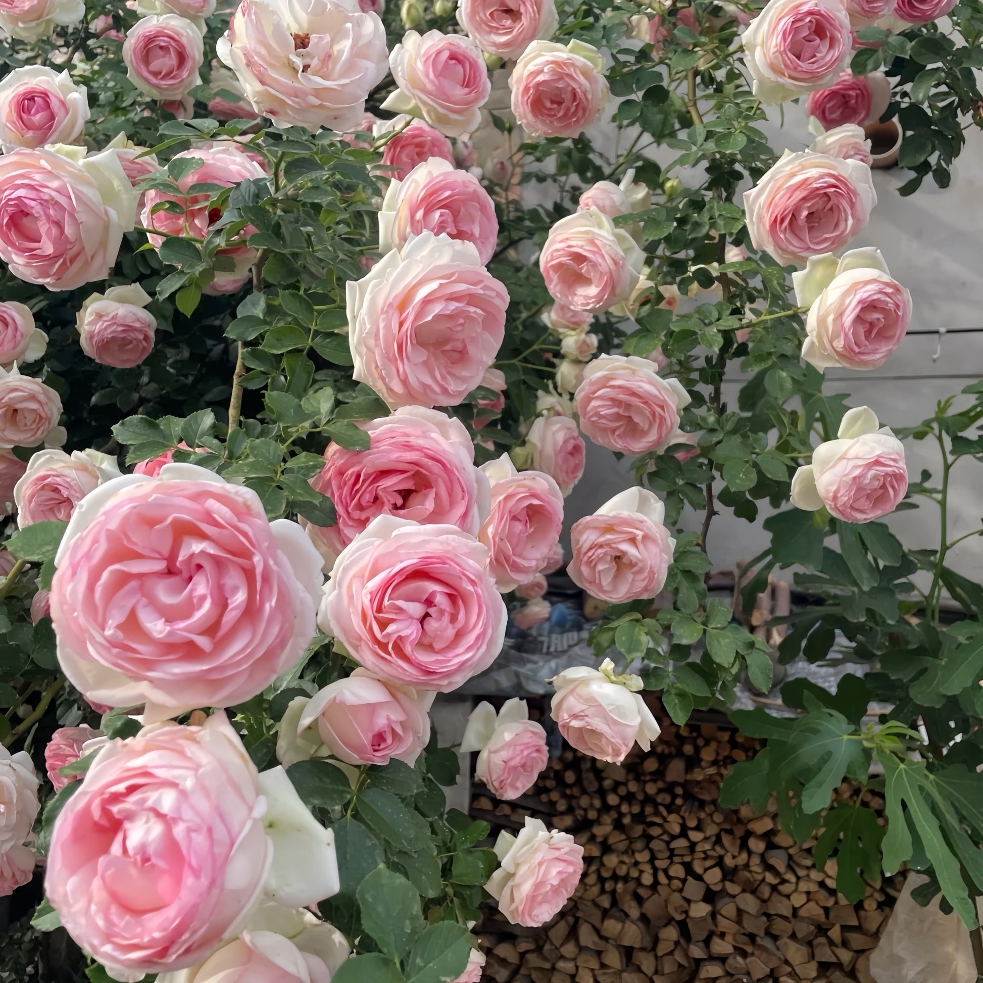 Eden Rose shrub covered in large fragrant flowers, ideal for landscapes and arches