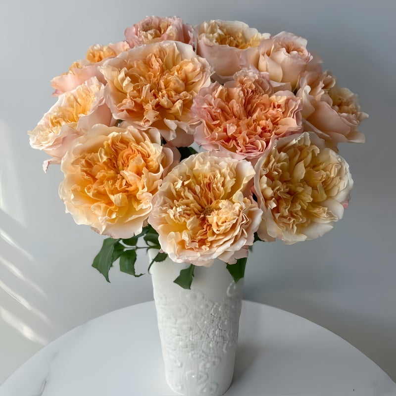 Edith rose by David Austin with soft pink petals and dark outer edges