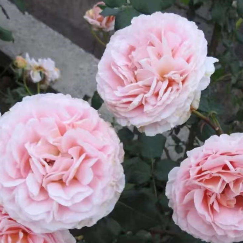 LavenderFlowerCircus Rose