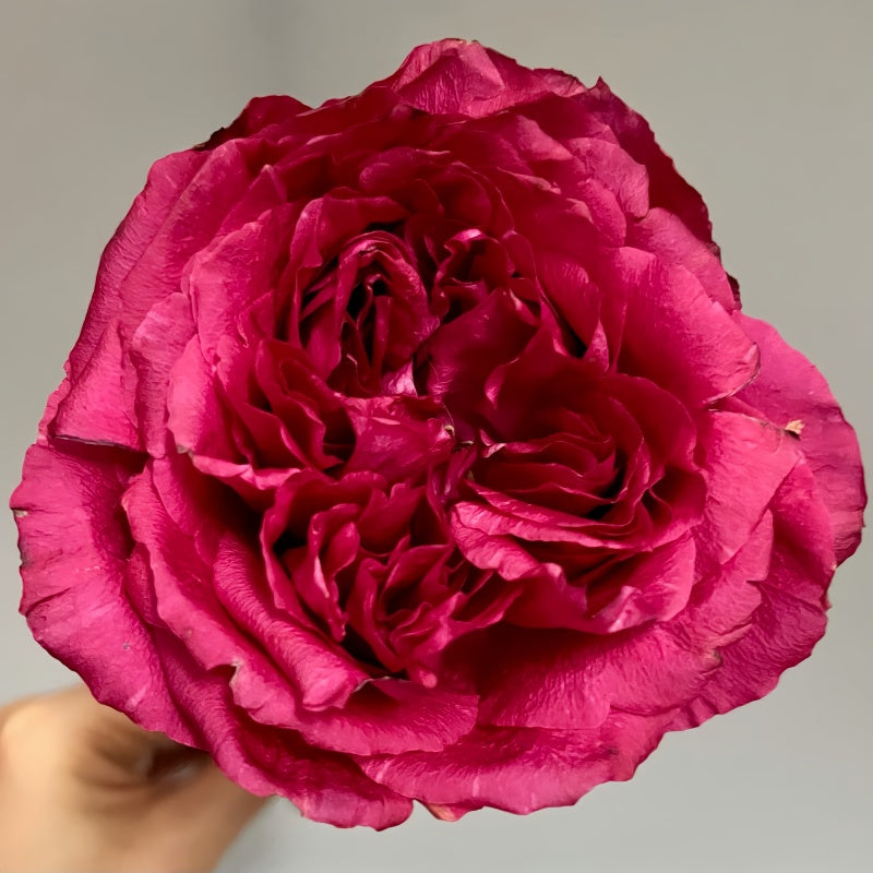 Elegance Raspberry Rose