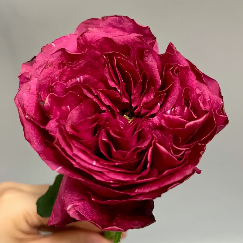 Elegance Raspberry Rose