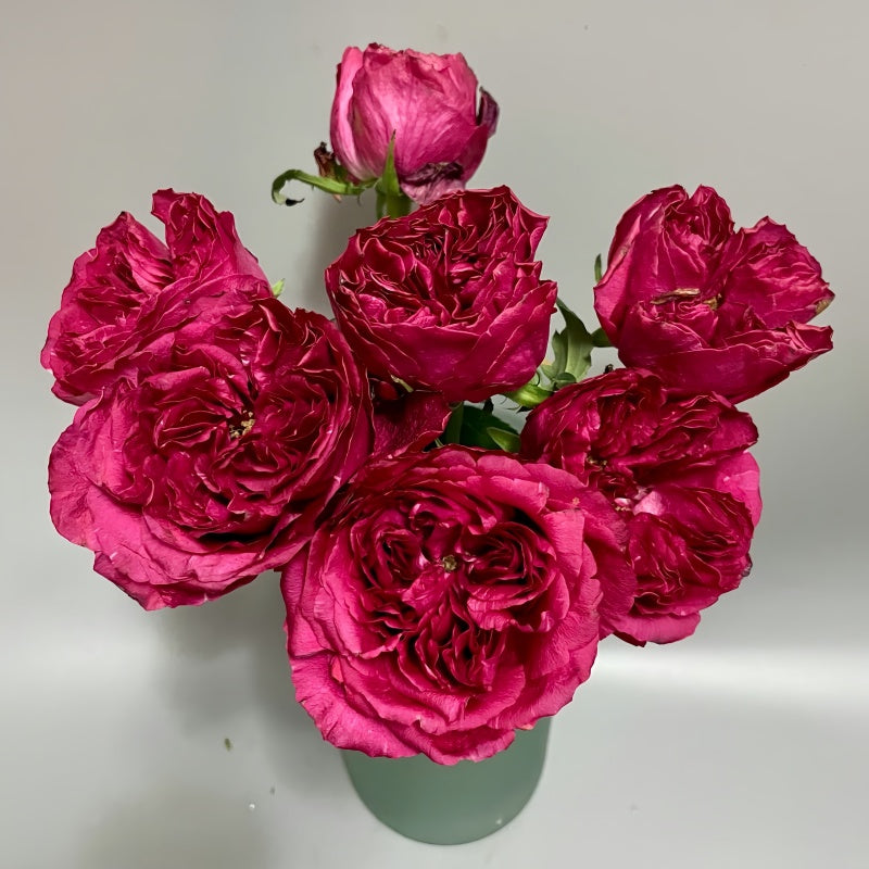 Gray Raspberry Rose Elegance Raspberry Rose – Elegant Garden Rose – Fast-growing-Plant