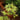 Emerald Lace Japanese Maple compact maple ideal for patios and bonsai