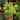 Emerald Lace Japanese Maple Japanese Maple with seasonal foliage color